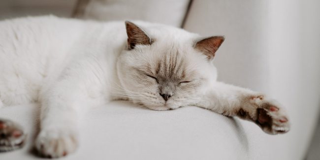 como tratar las garrapatas