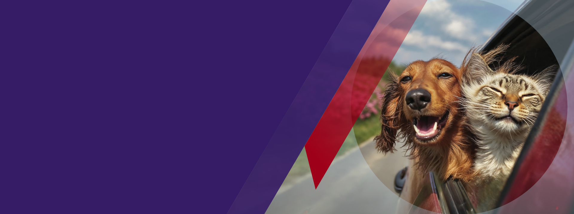 banner perro y gato en un carro