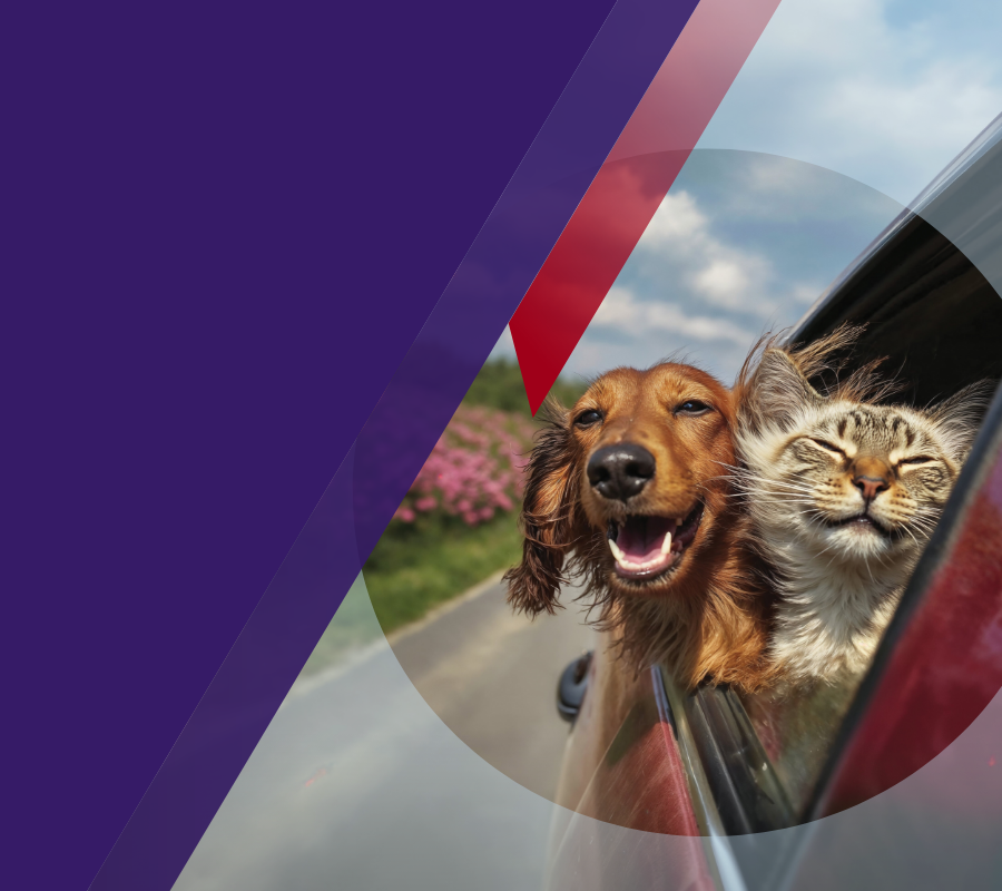 perro y gato en un carro